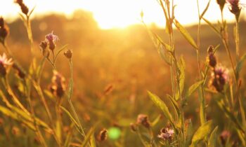 LOT Live 11/25/2021 Thanksgiving Holiday